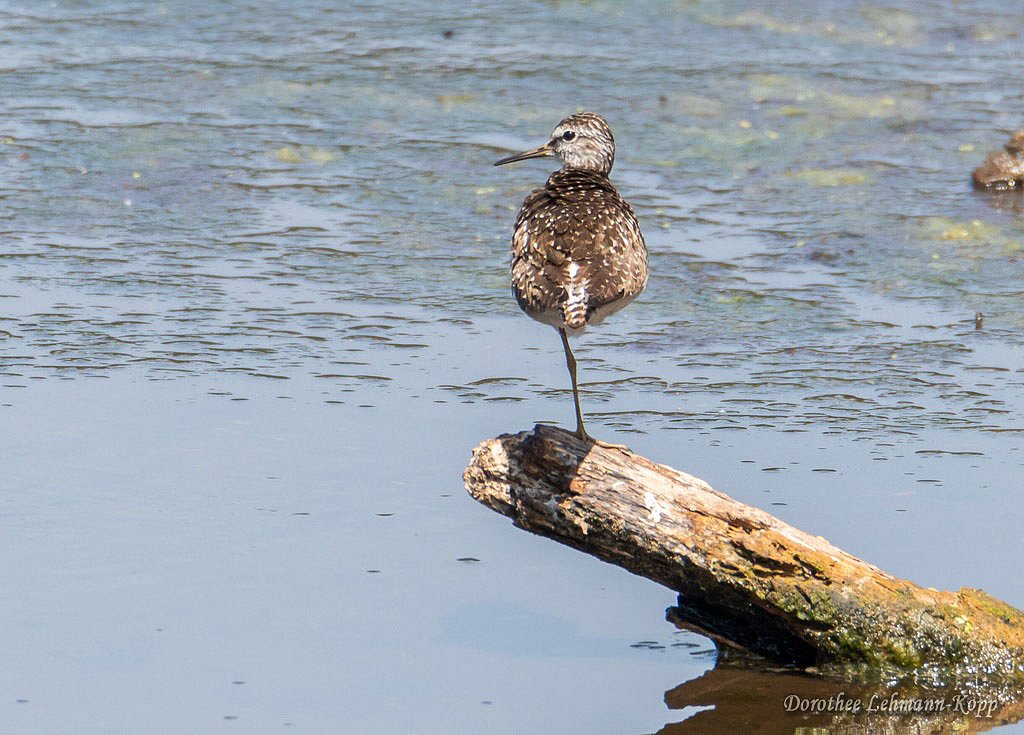 Bruchwasserlauefer