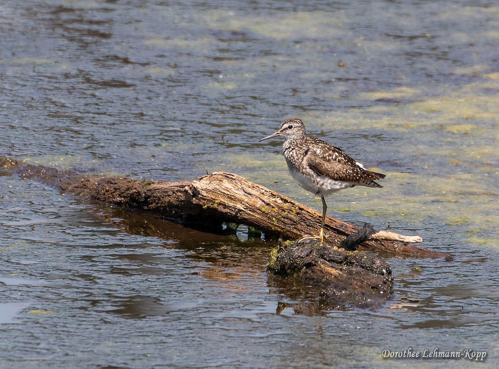 Bruchwasserlauefer