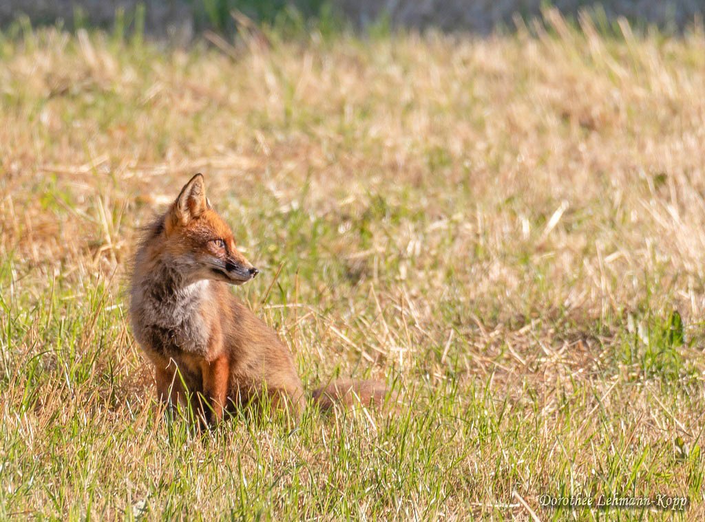 Fuchs
