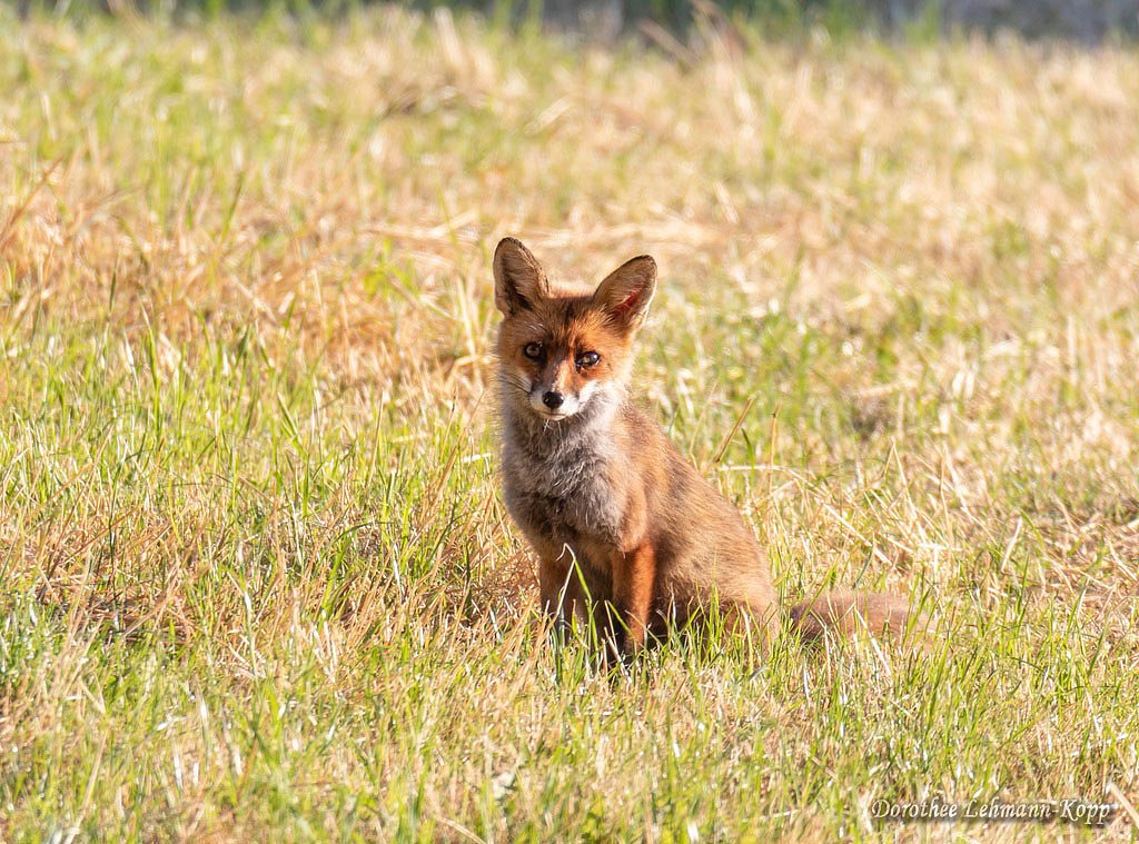 Fuchs