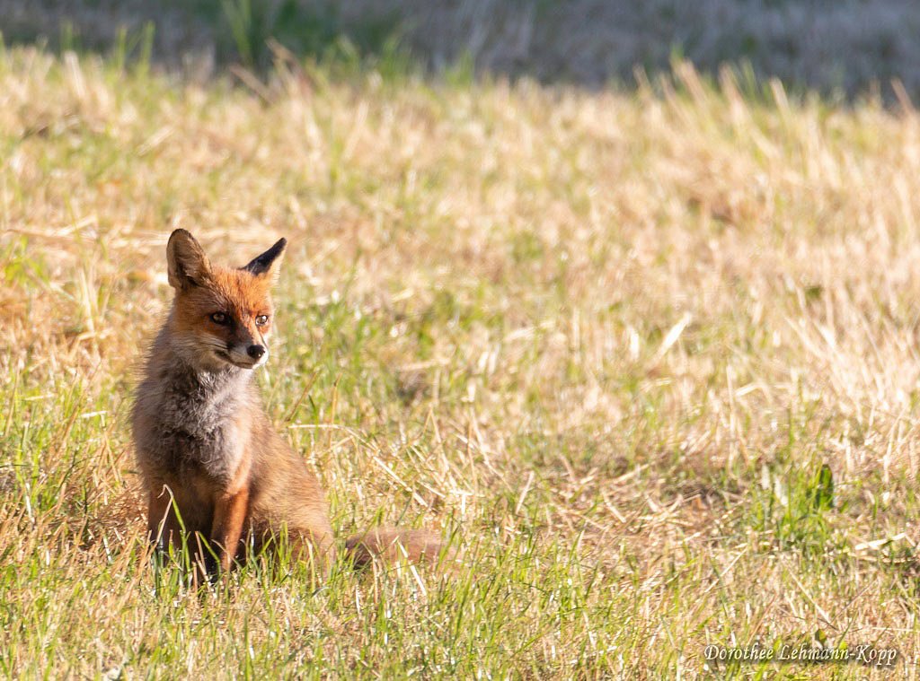 Fuchs