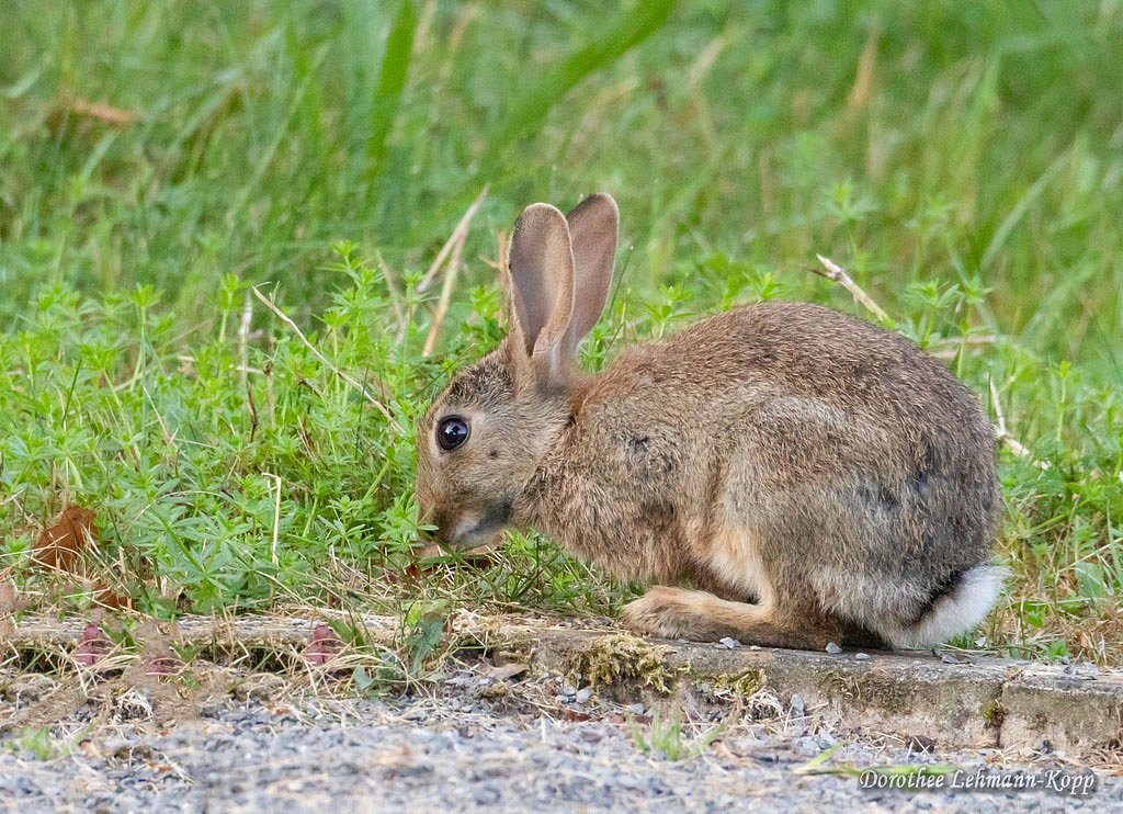 Kaninchen