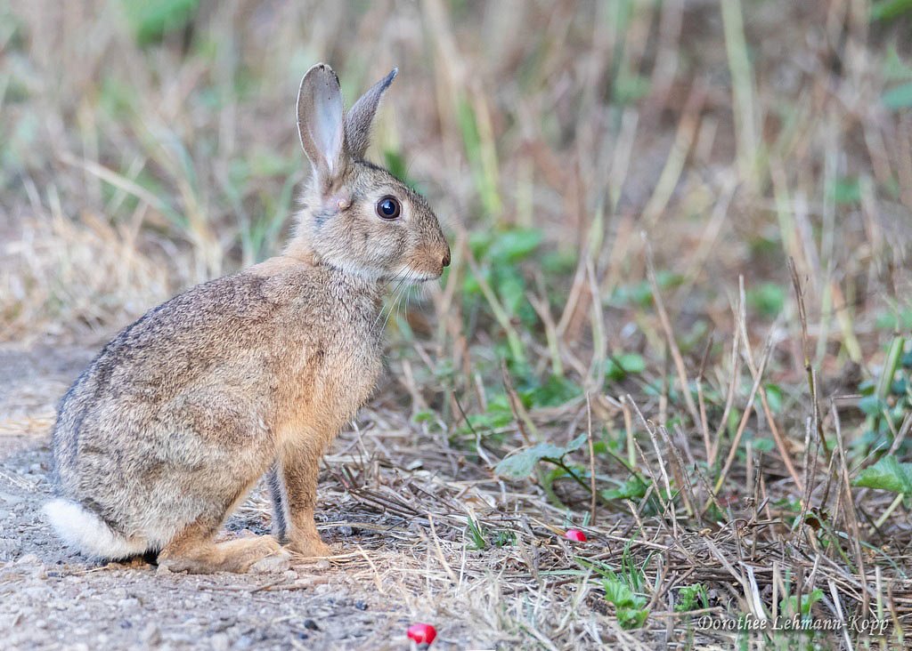 Kaninchen