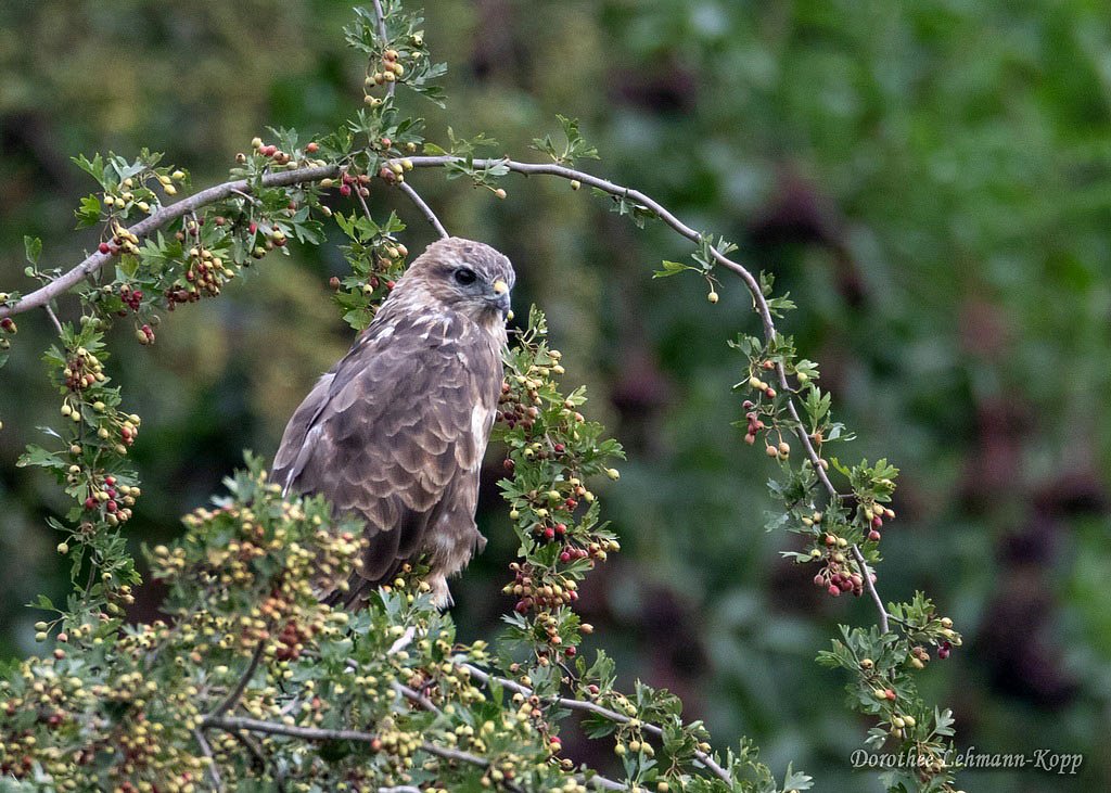 Maeusebussard