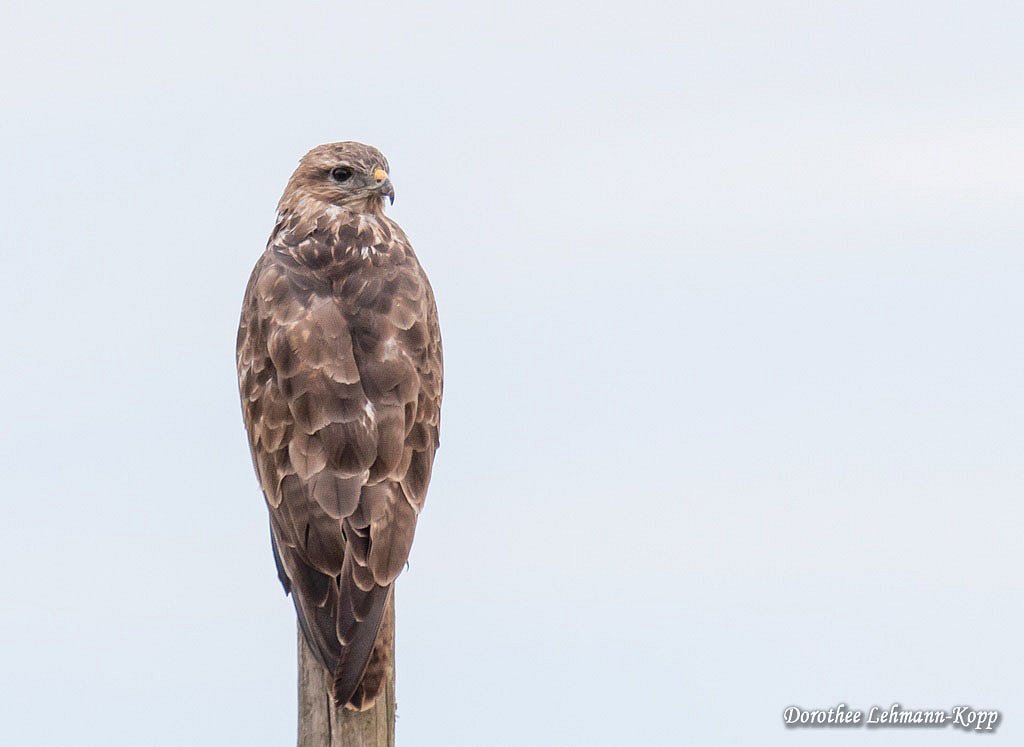 Maeusebussard