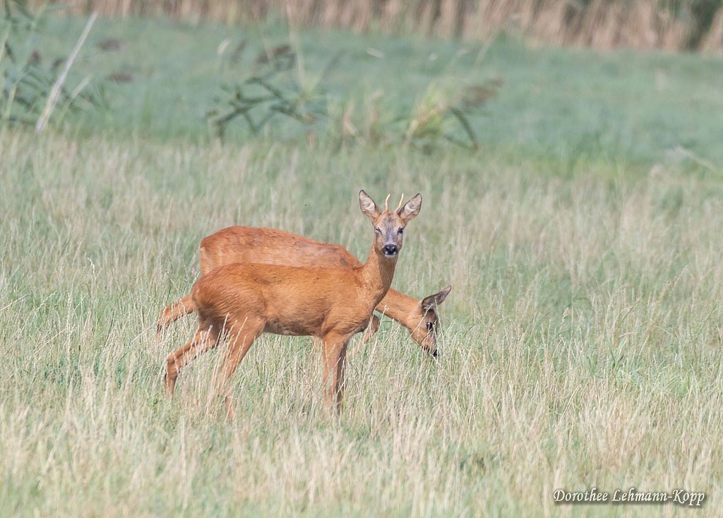 Rehe