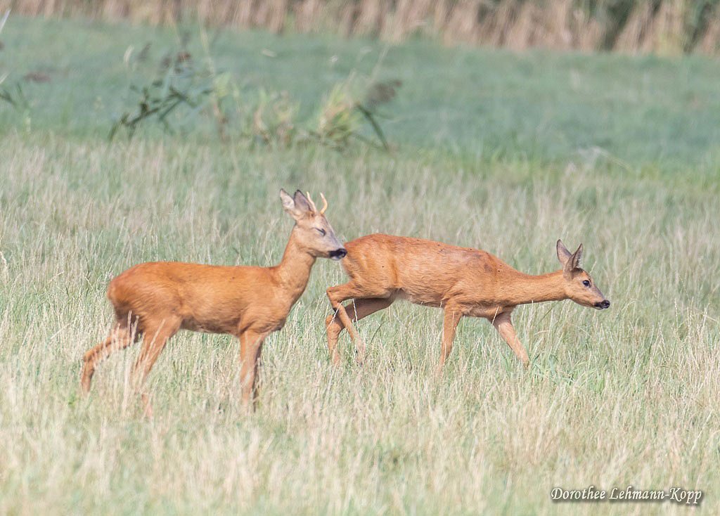 Rehe