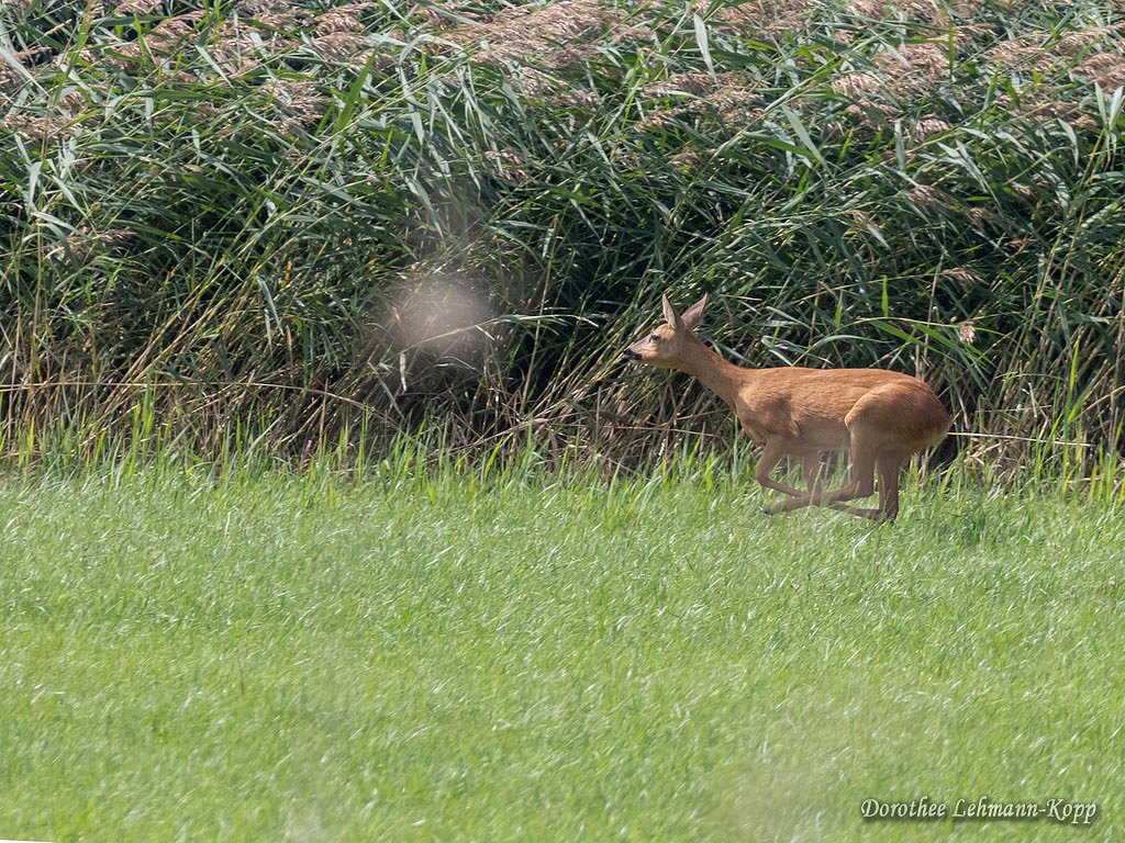 Rehe