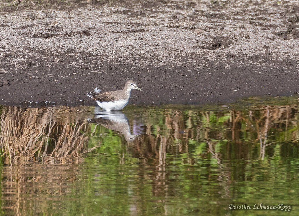 Waldwasserlaeufer