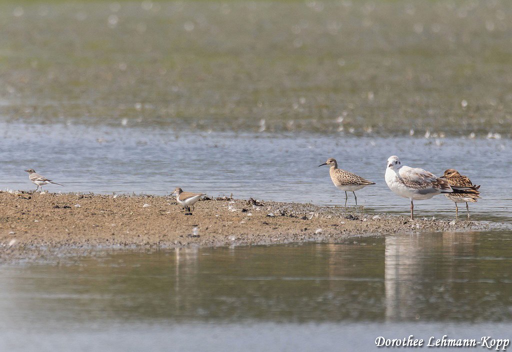 Bachstelze, Flussuferläufer, juv. Kampfläufer, juv. Lachmöwe