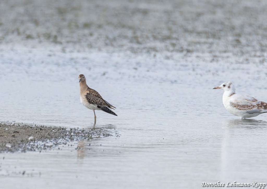juv. Lachmoewen, juv. Kampflaeufer