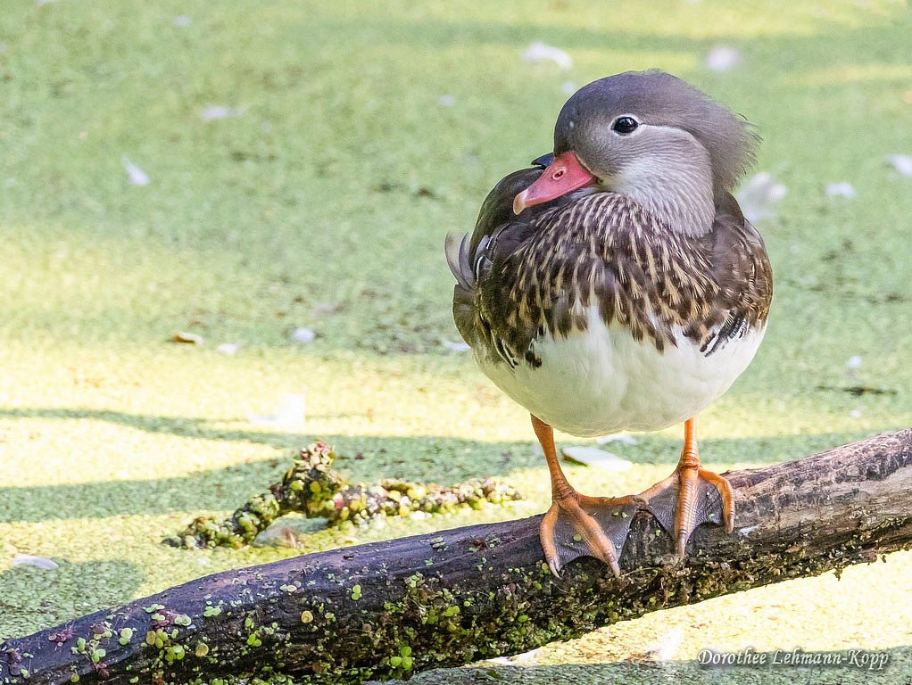 Mandarinente