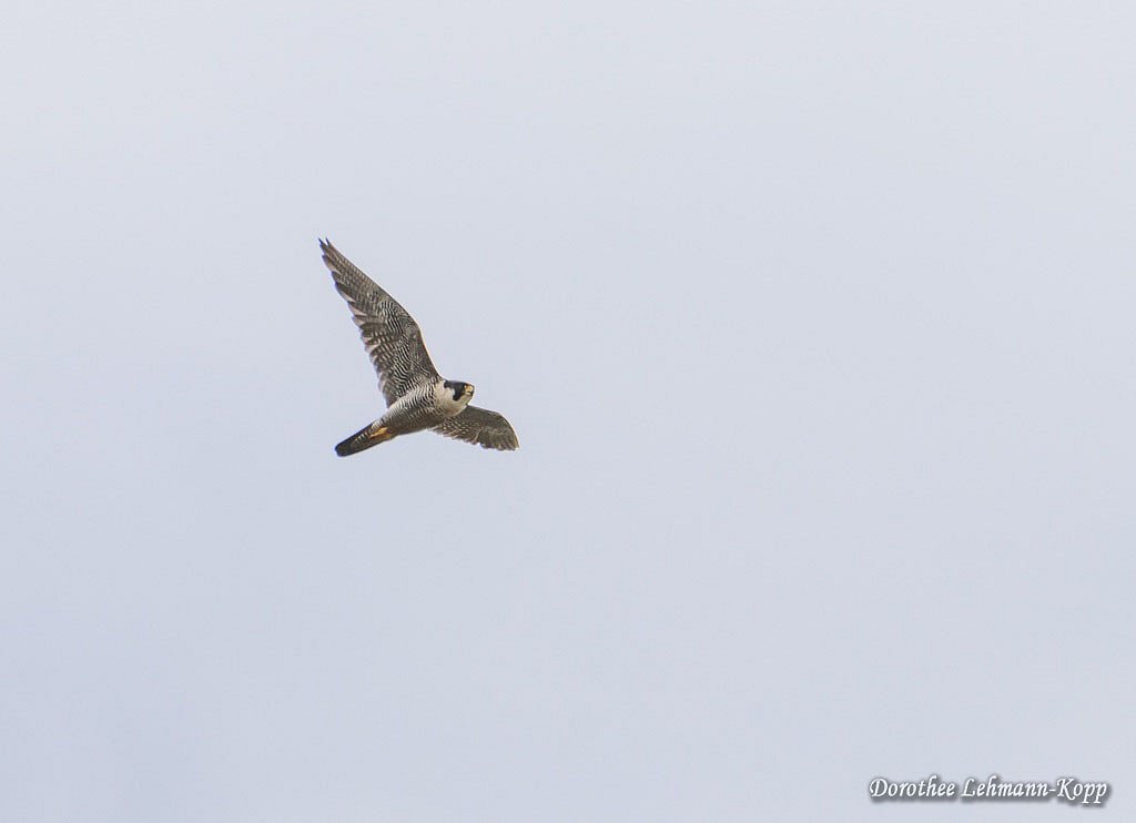 Wanderfalke, Belegbild