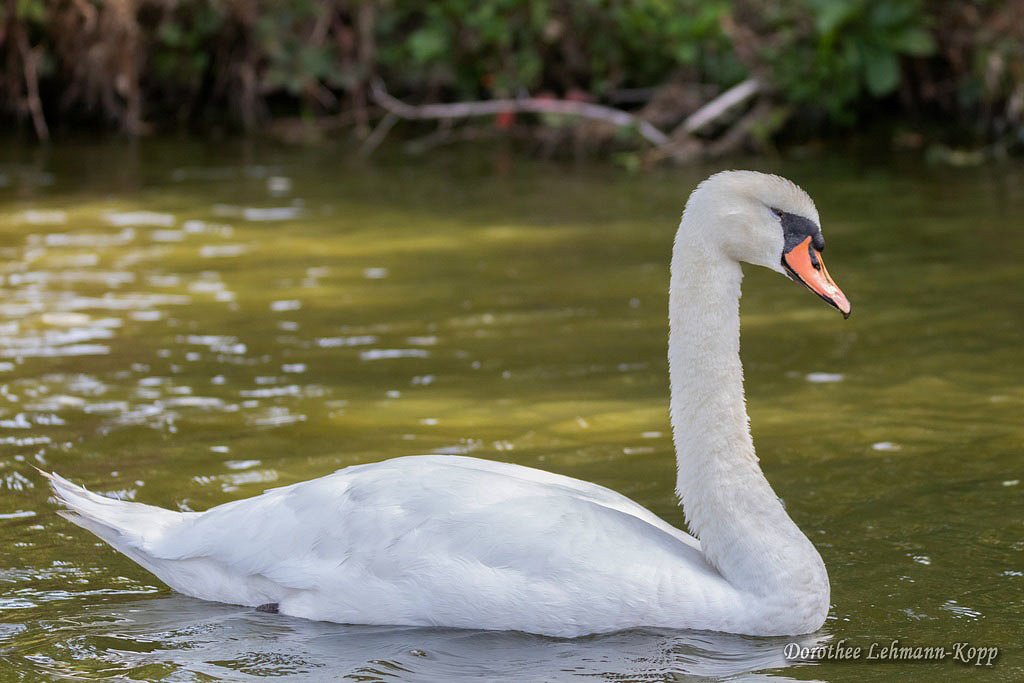 Hoeckerschwan