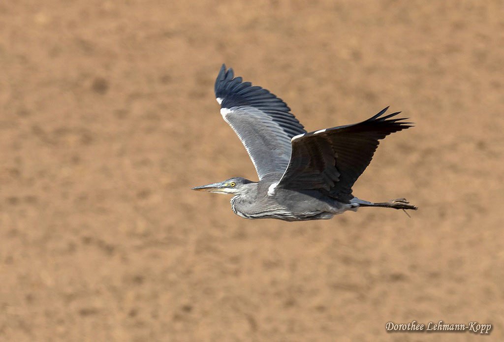 Graureiher adult