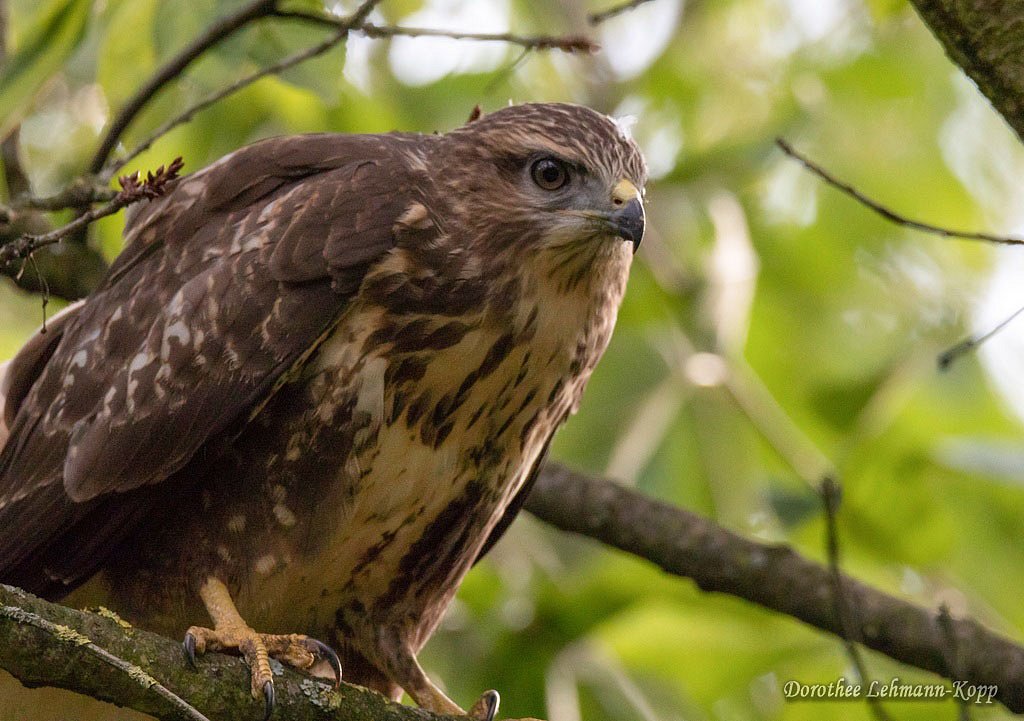 Maeusebussard