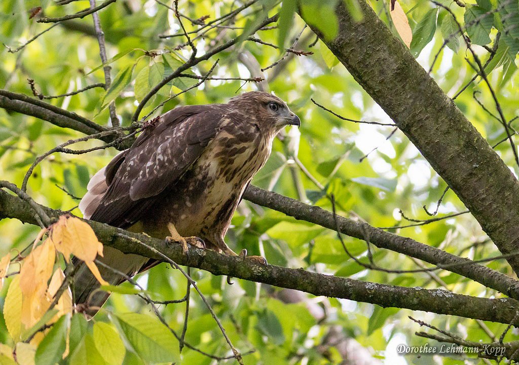 Maeusebussard
