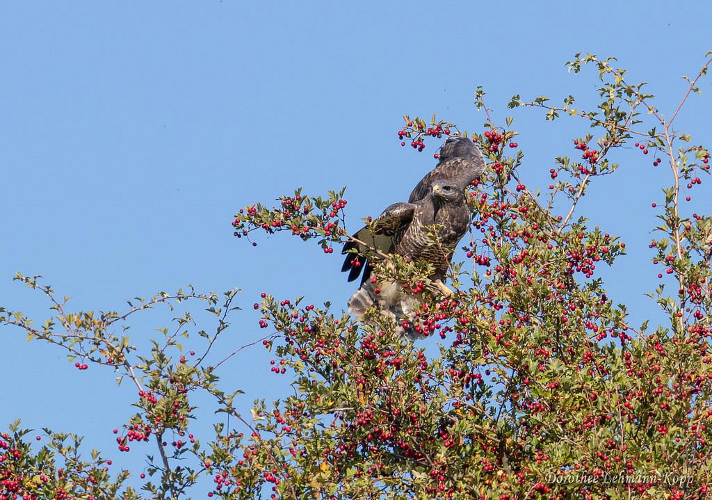 Maeusebussard
