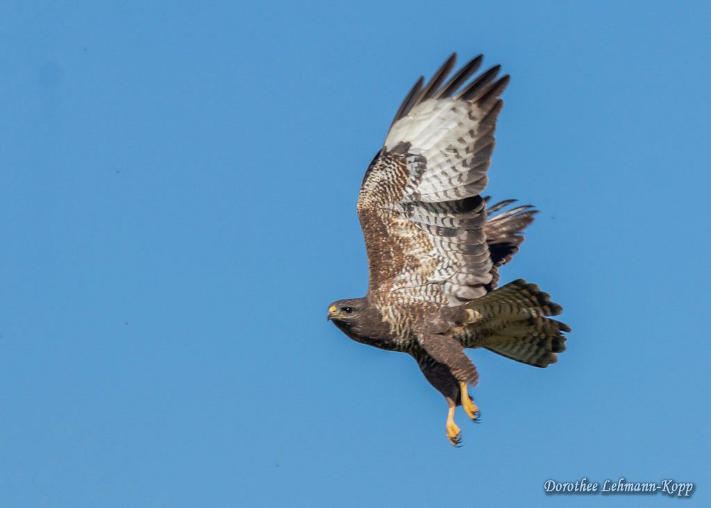 Maeusebussard