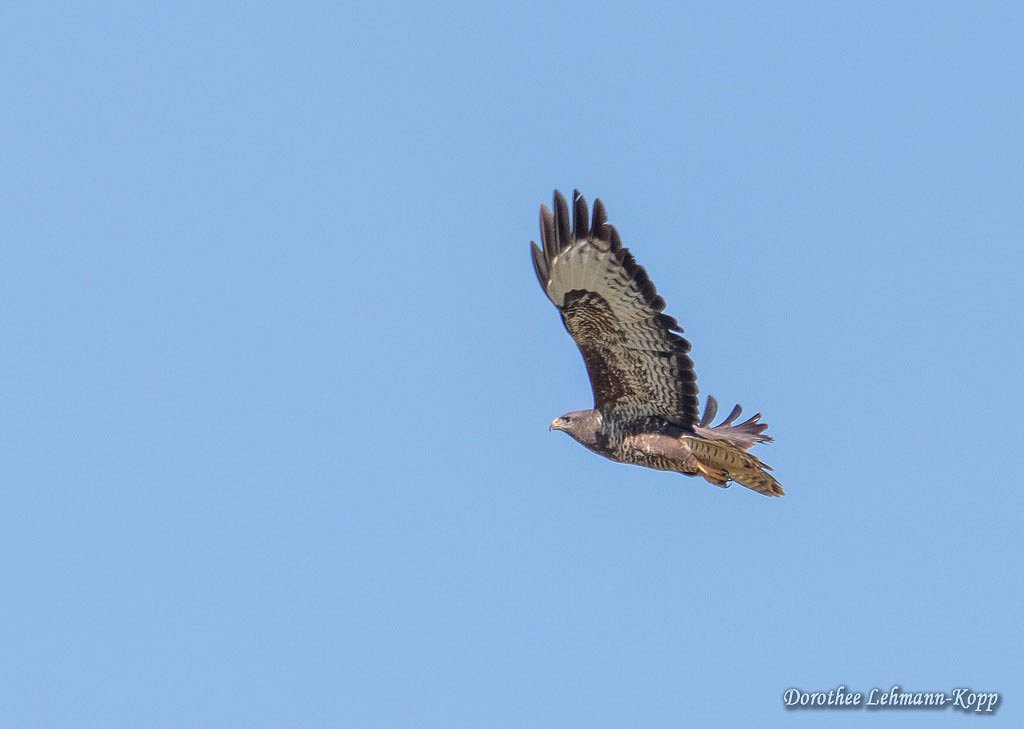 Maeusebussard