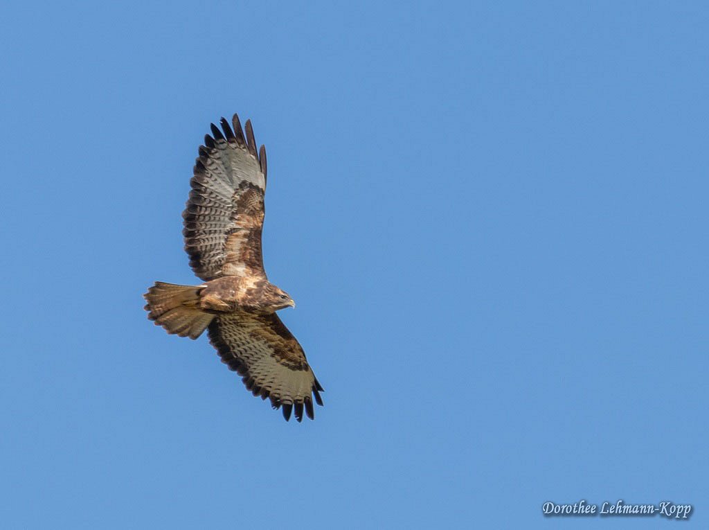 Maeusebussard