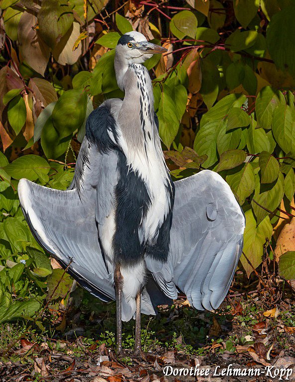 Graureiher adult