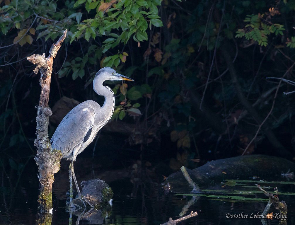 Graureiher adult