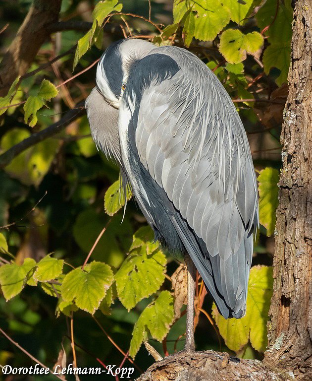 Graureiher adult