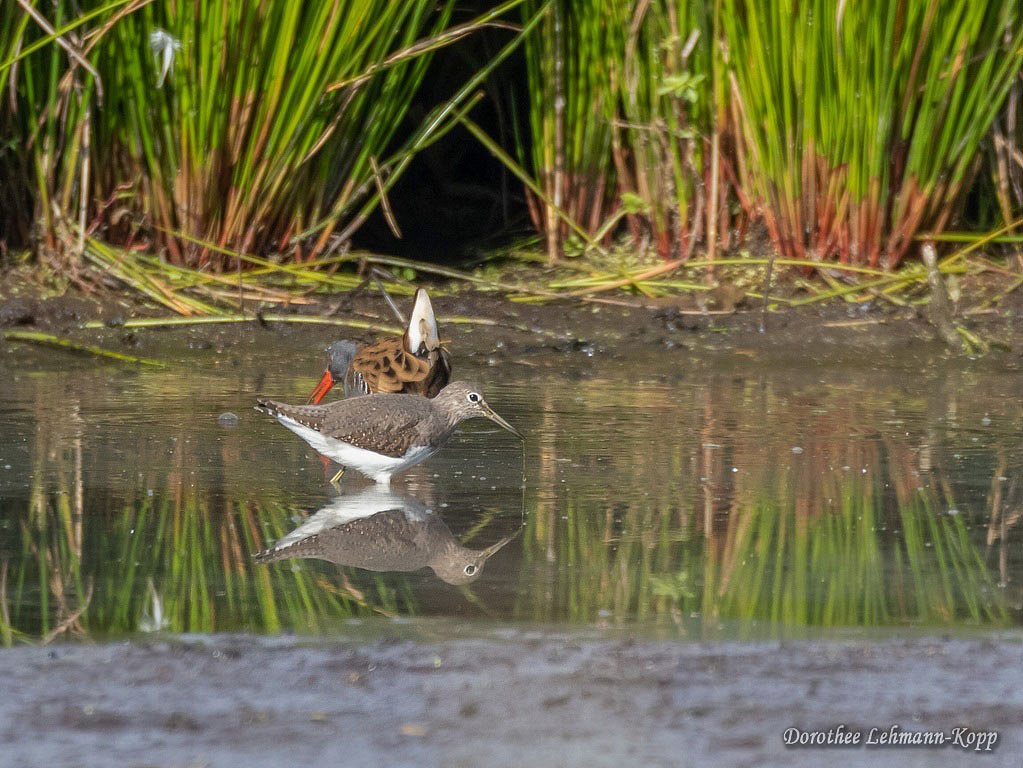Waldwasserlaeufer und Wasserralle