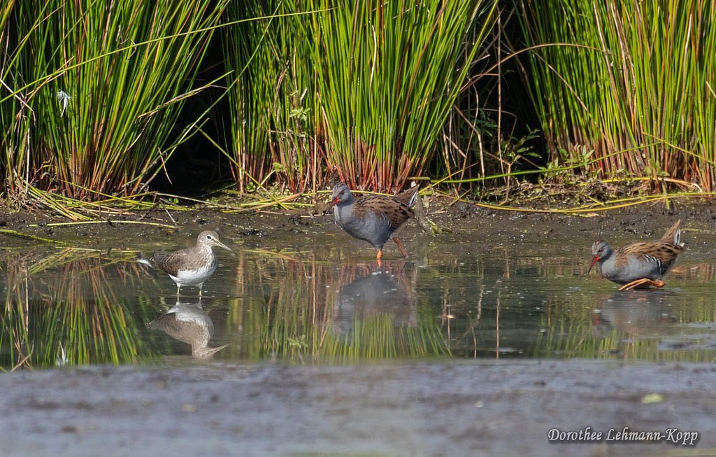 Waldwasserlaeufer und Wasserralle