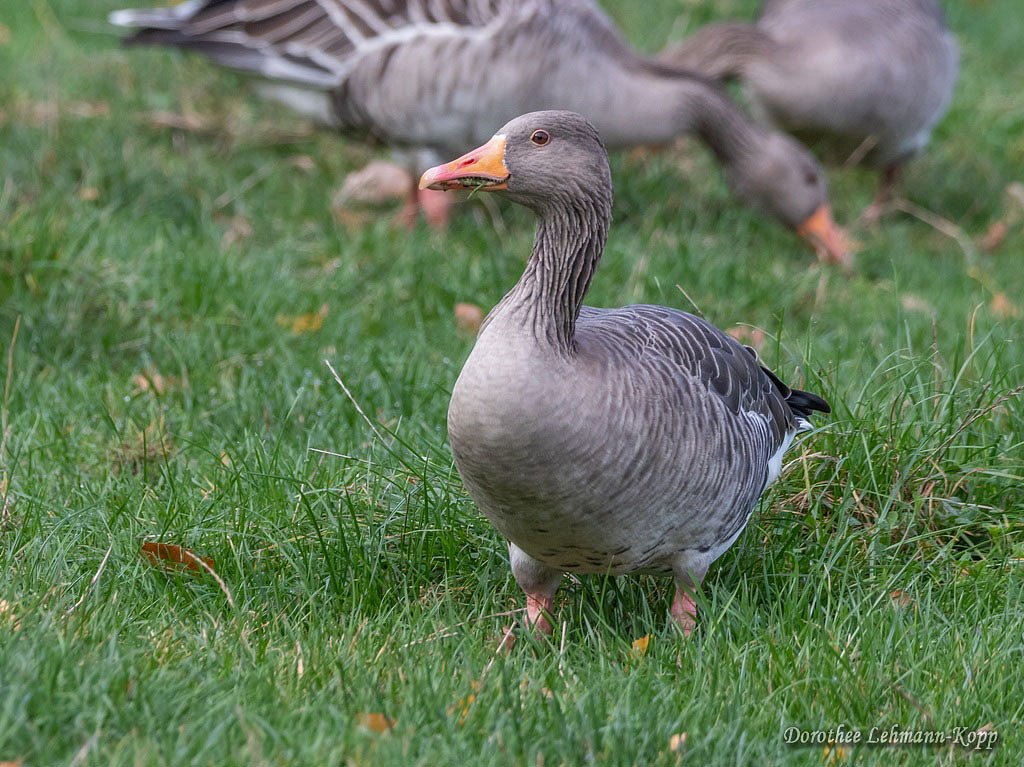Graugänse