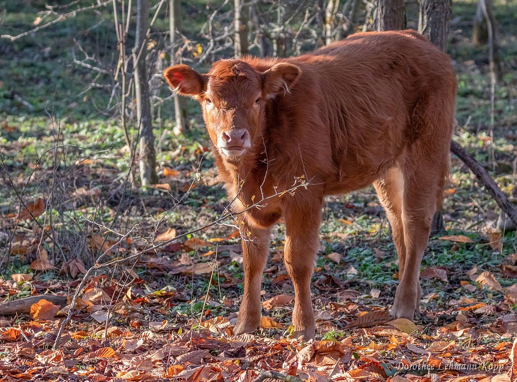 Kalb