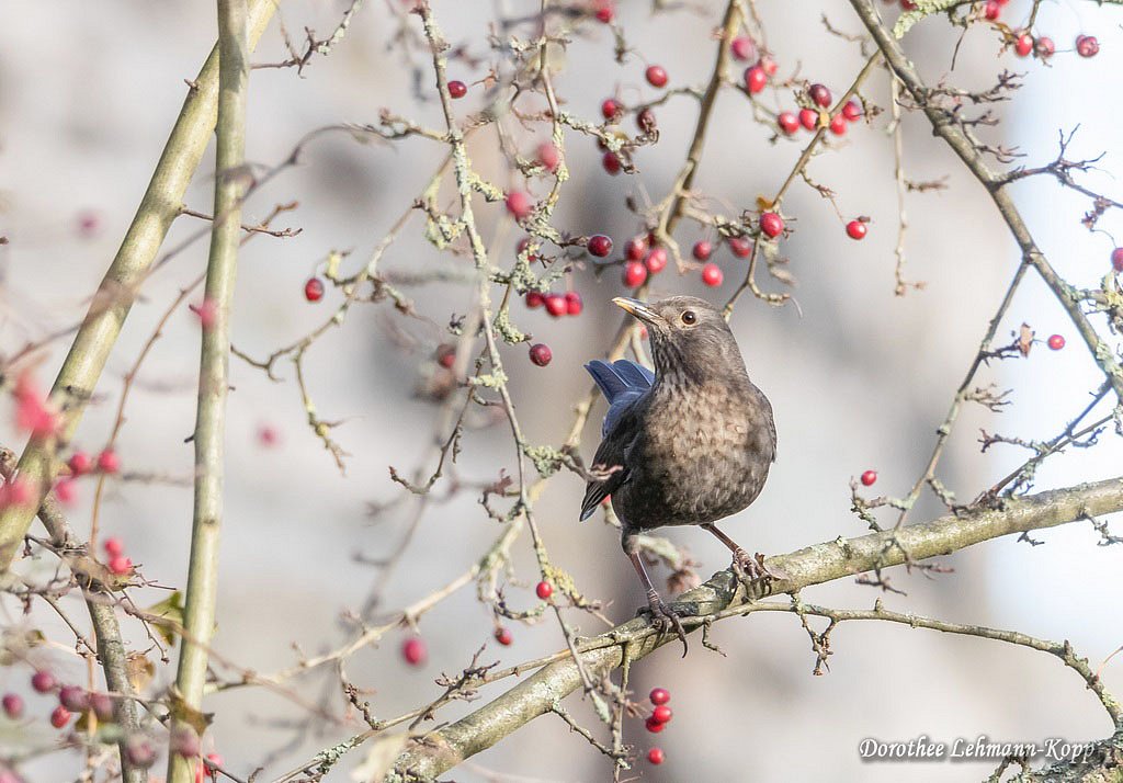 Amsel w 