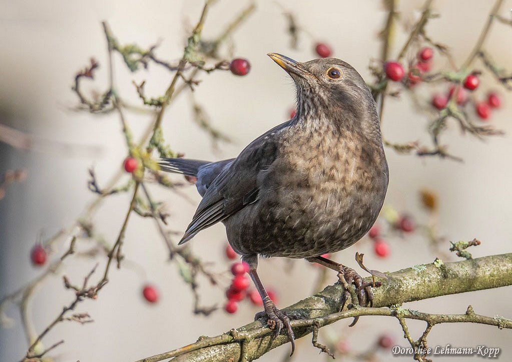 Amsel w 