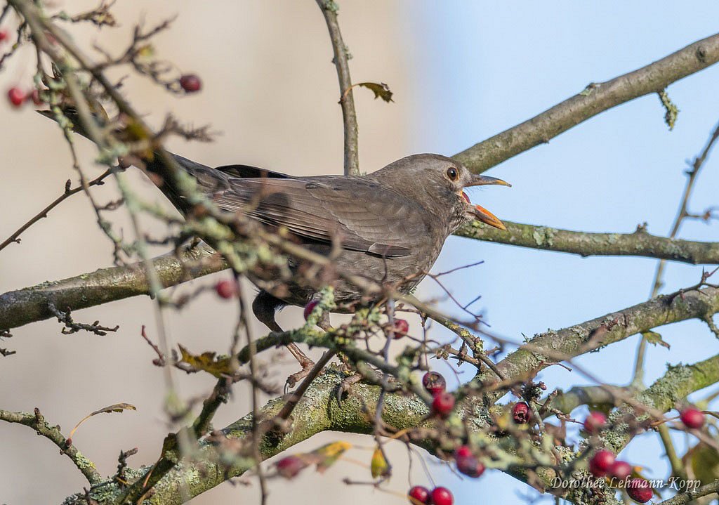 Amsel w 
