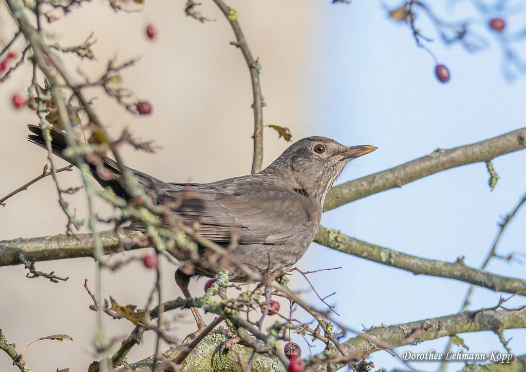 Amsel w 