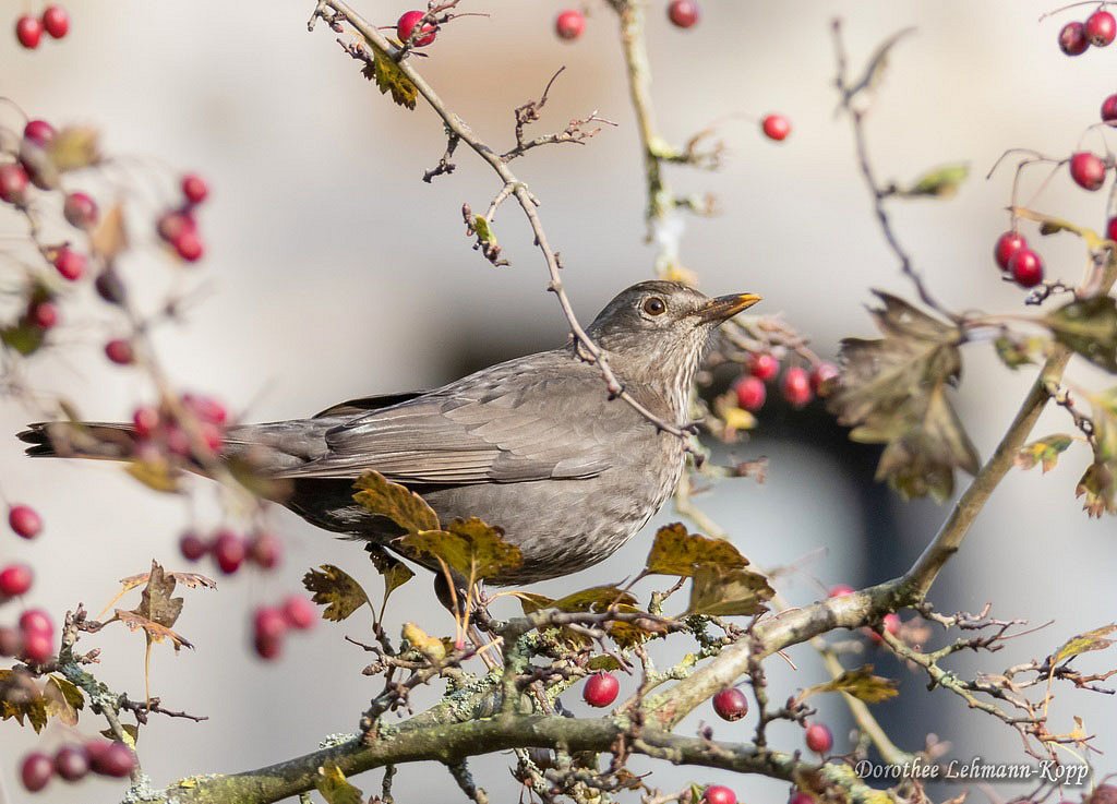Amsel w 