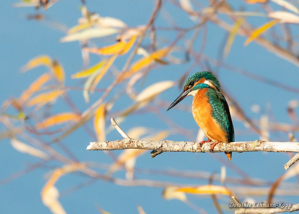 Eisvogel m