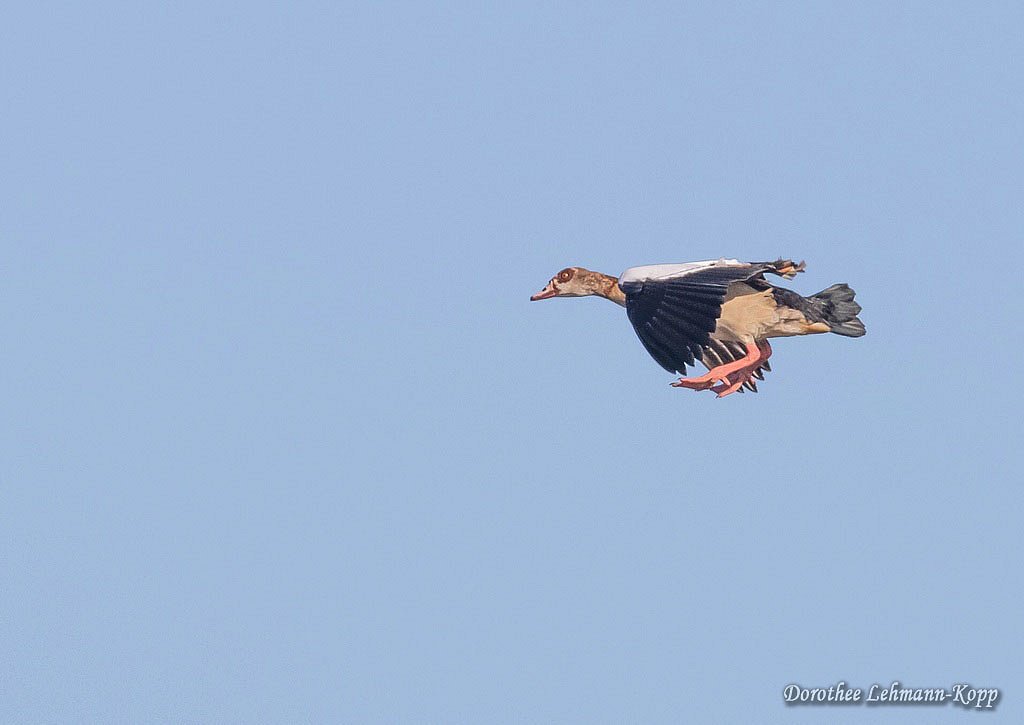Nilgänse
