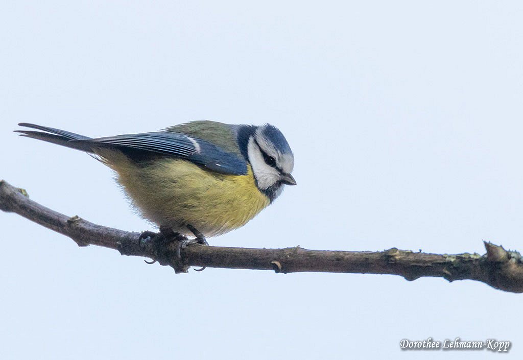 Blaumeise