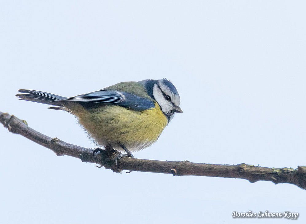Blaumeise