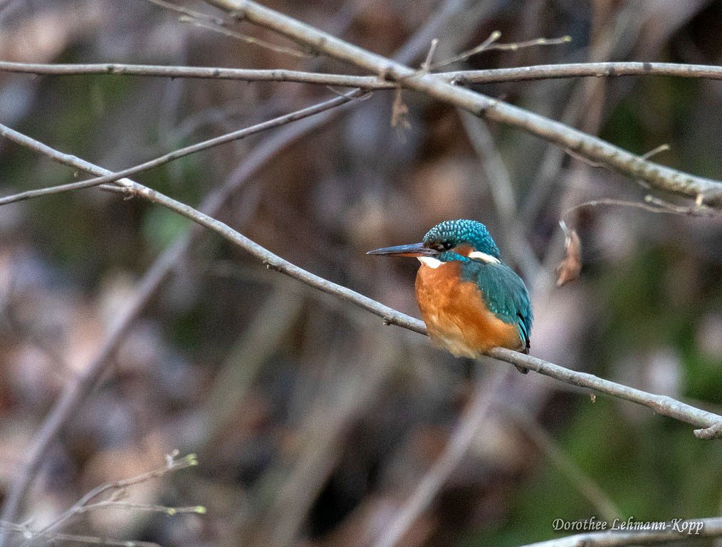 Eisvogel