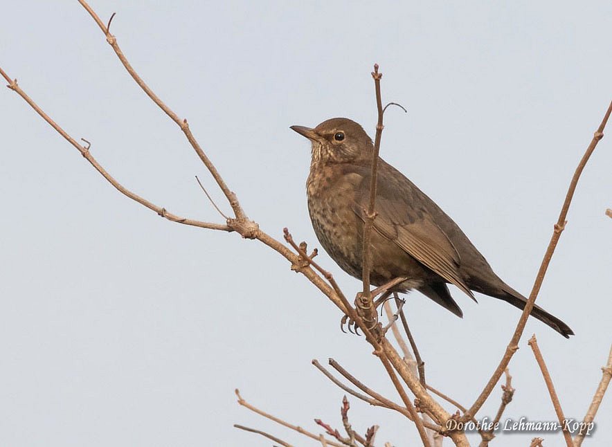 Amsel