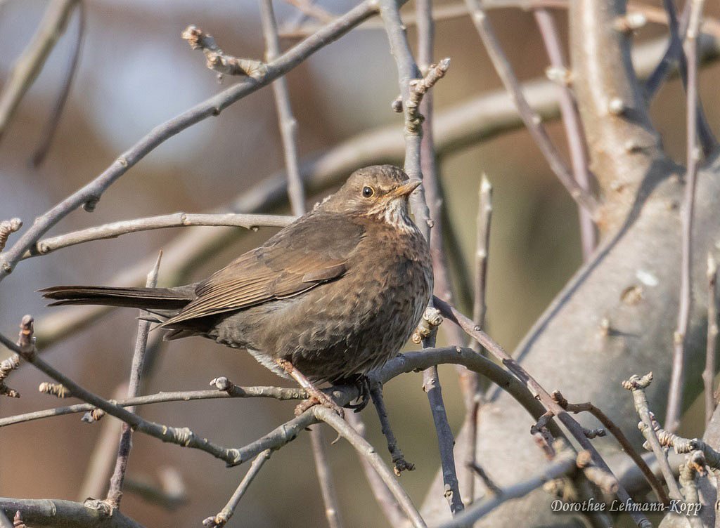 Amsel w 