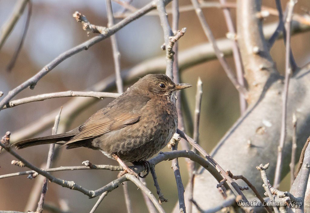 Amsel w 