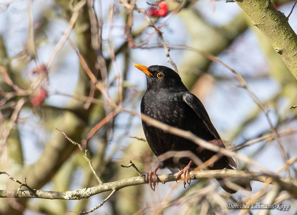 Amsel m 