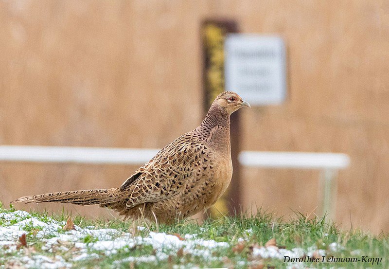 Hühnervögel