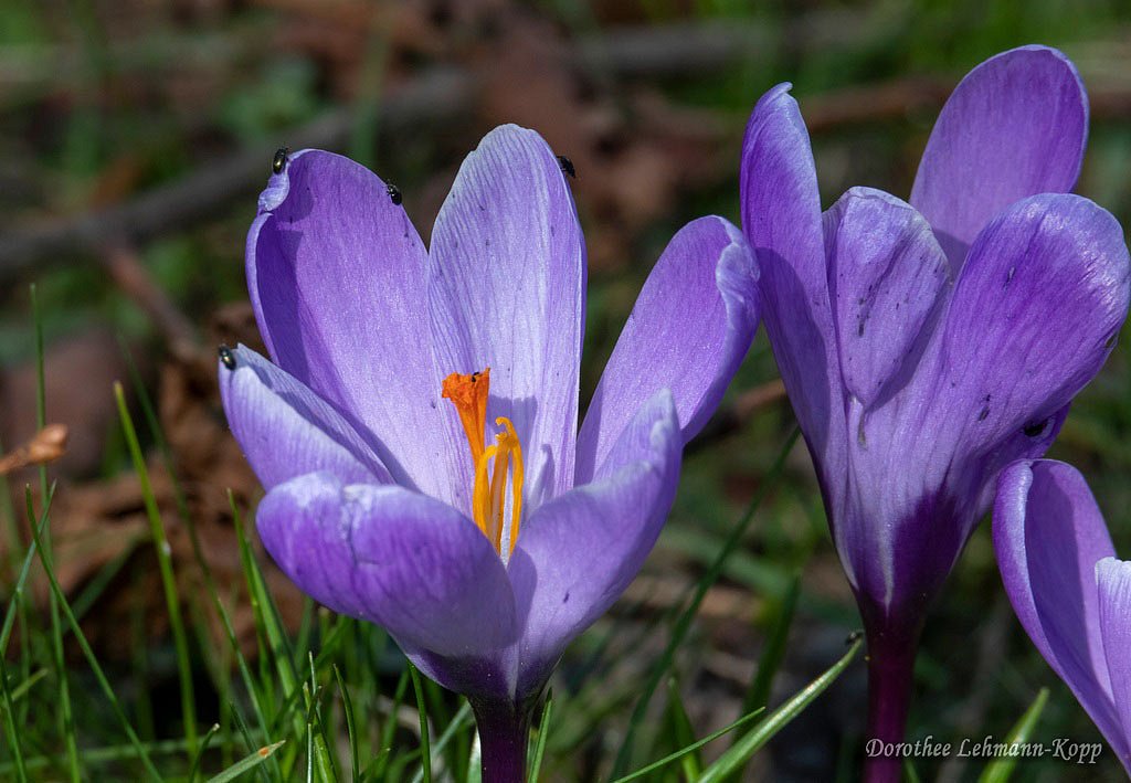 Krokus