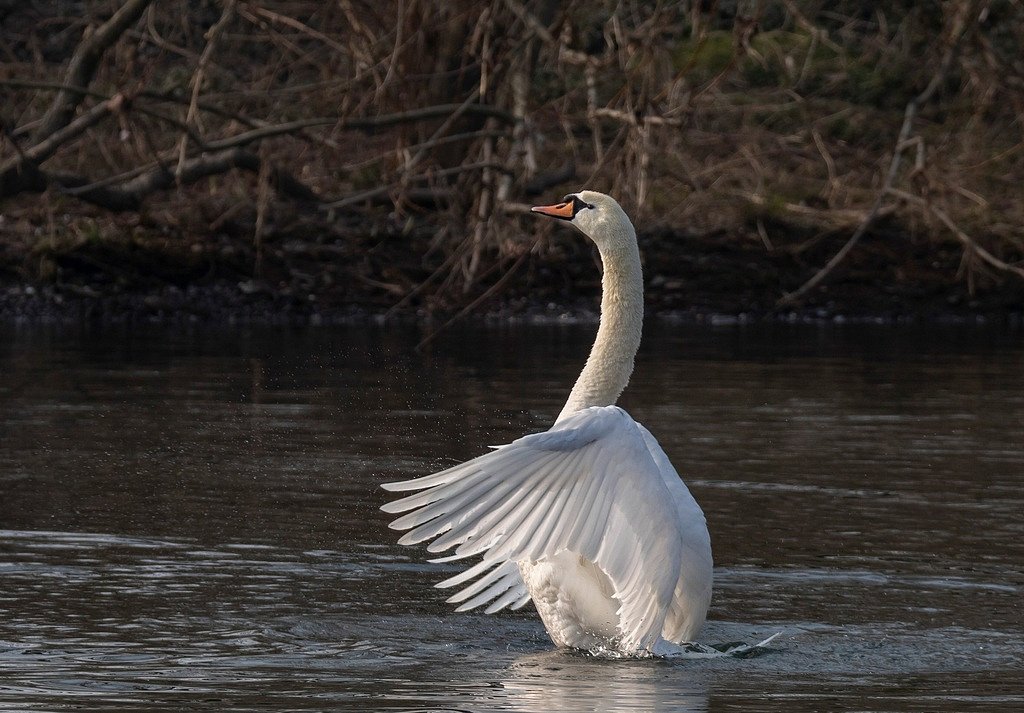 Hoeckerschwan