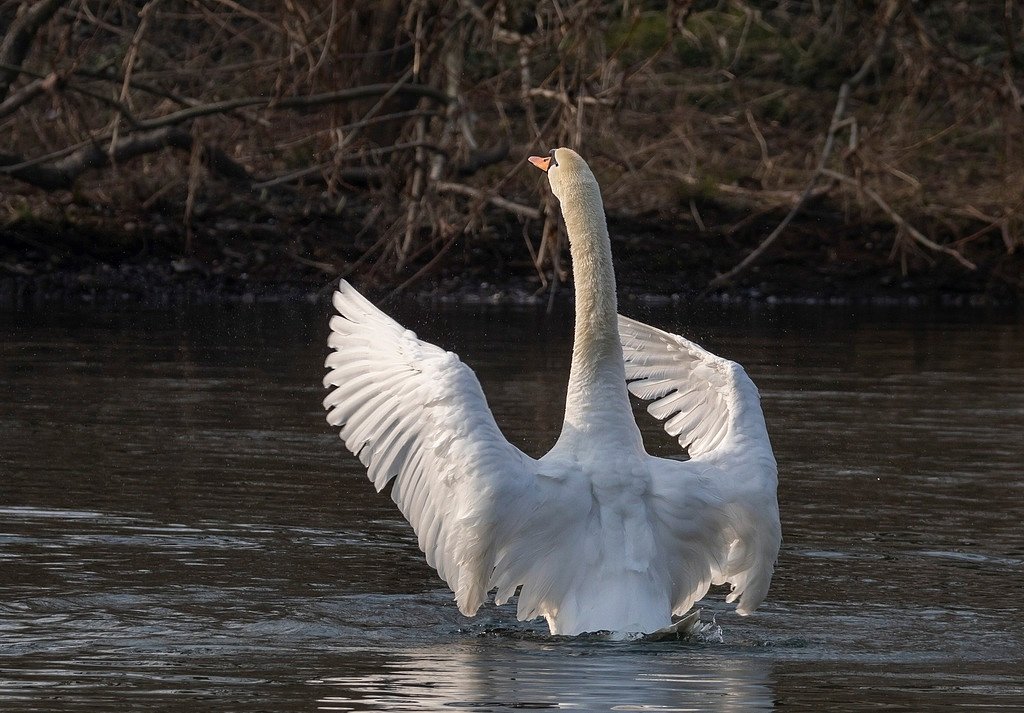Hoeckerschwan